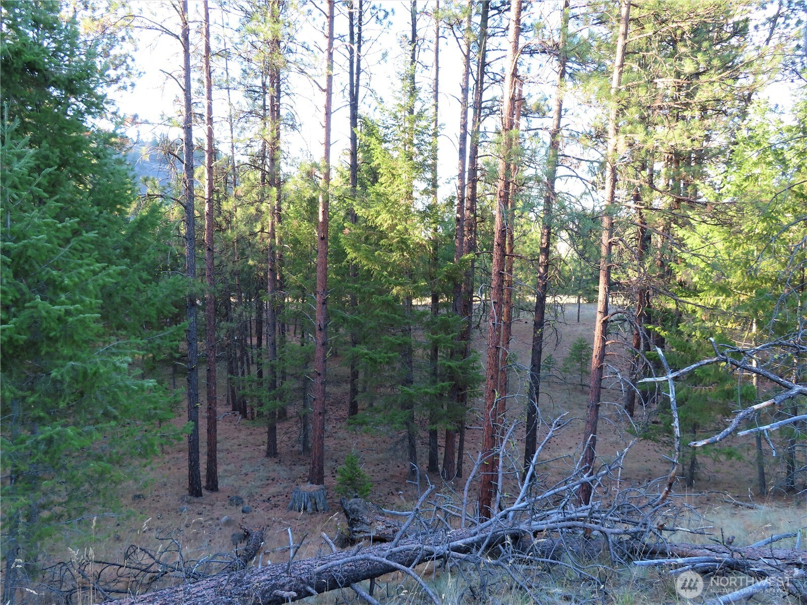 0 Toroda Creek Road Curlew, WA 99118 - Photo 14 of 28 a view of forest