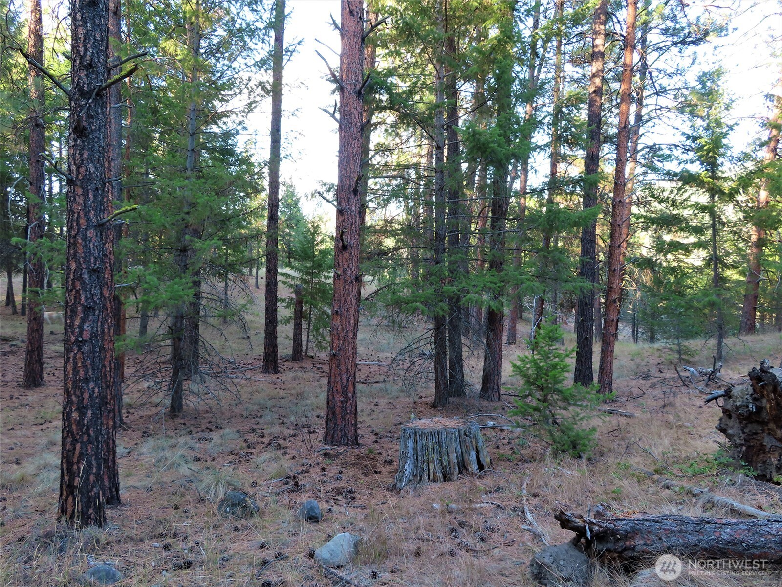0 Toroda Creek Road Curlew, WA 99118 - Photo 15 of 28 a backyard of a house with lots of green space