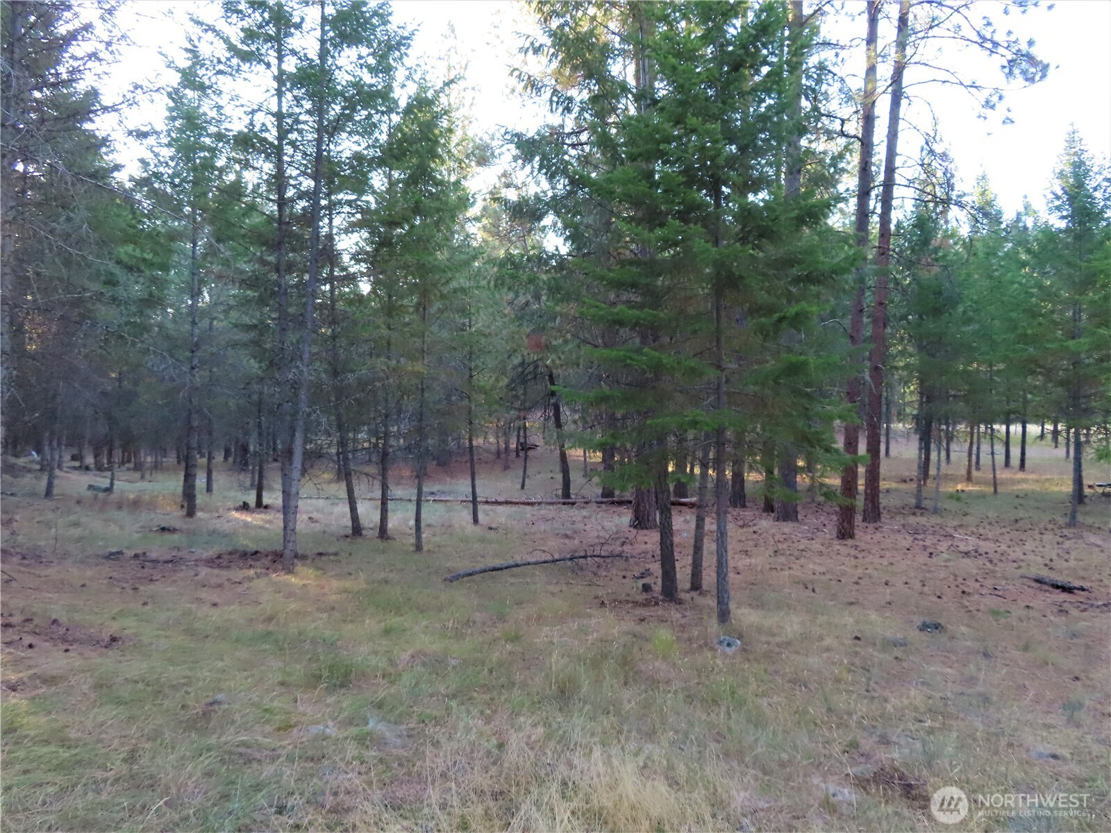0 Toroda Creek Road Curlew, WA 99118 - Photo 16 of 28 a view of a forest with trees