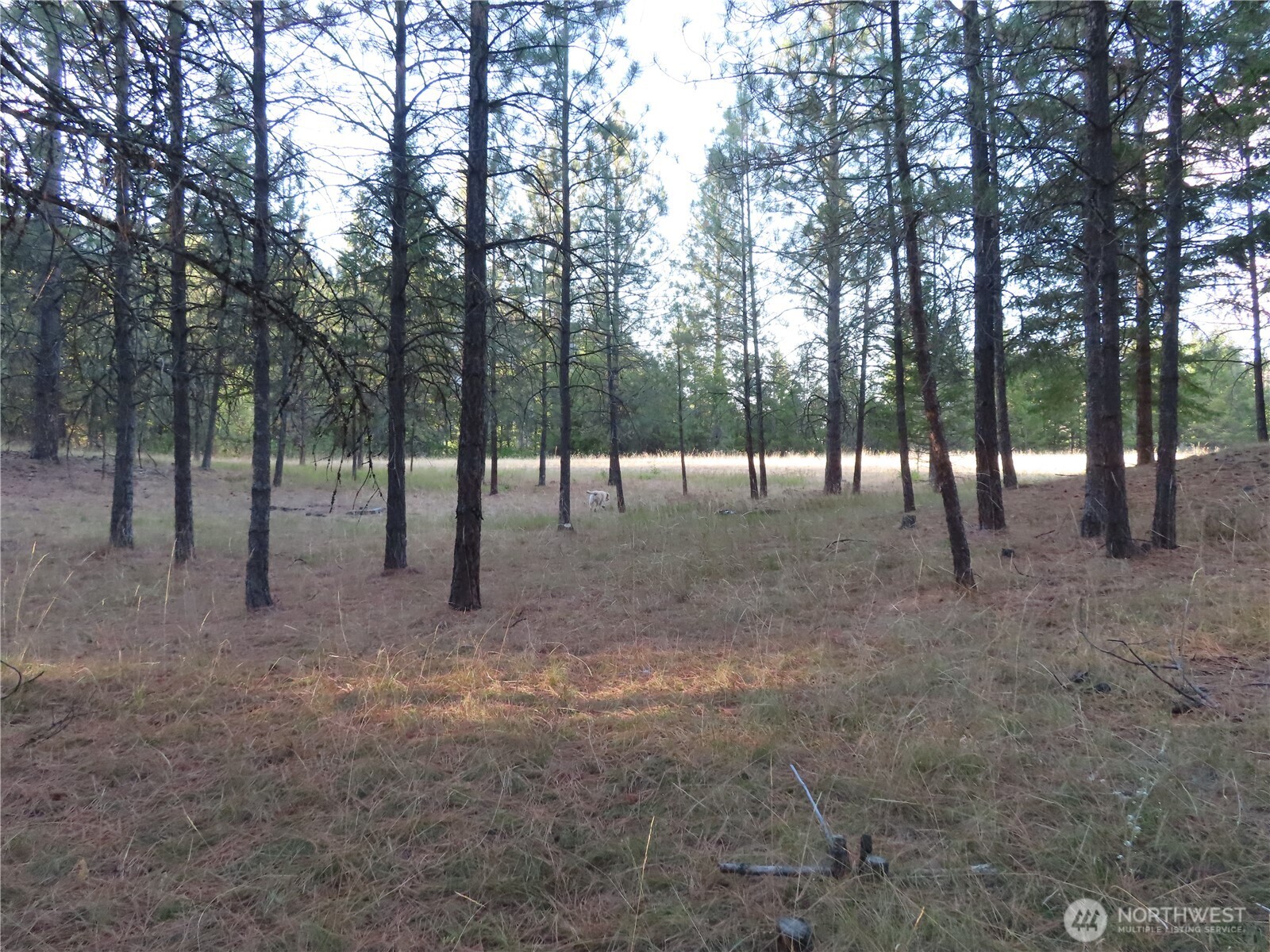 0 Toroda Creek Road Curlew, WA 99118 - Photo 17 of 28 a view of outdoor space with lots of trees
