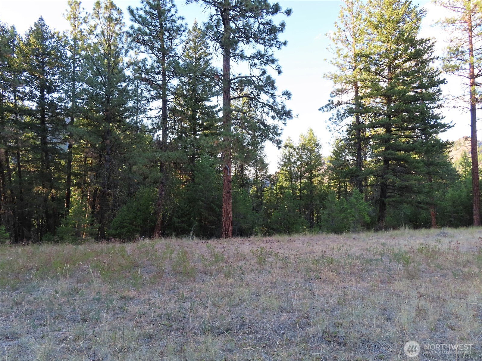 0 Toroda Creek Road Curlew, WA 99118 - Photo 19 of 28 a view of a forest