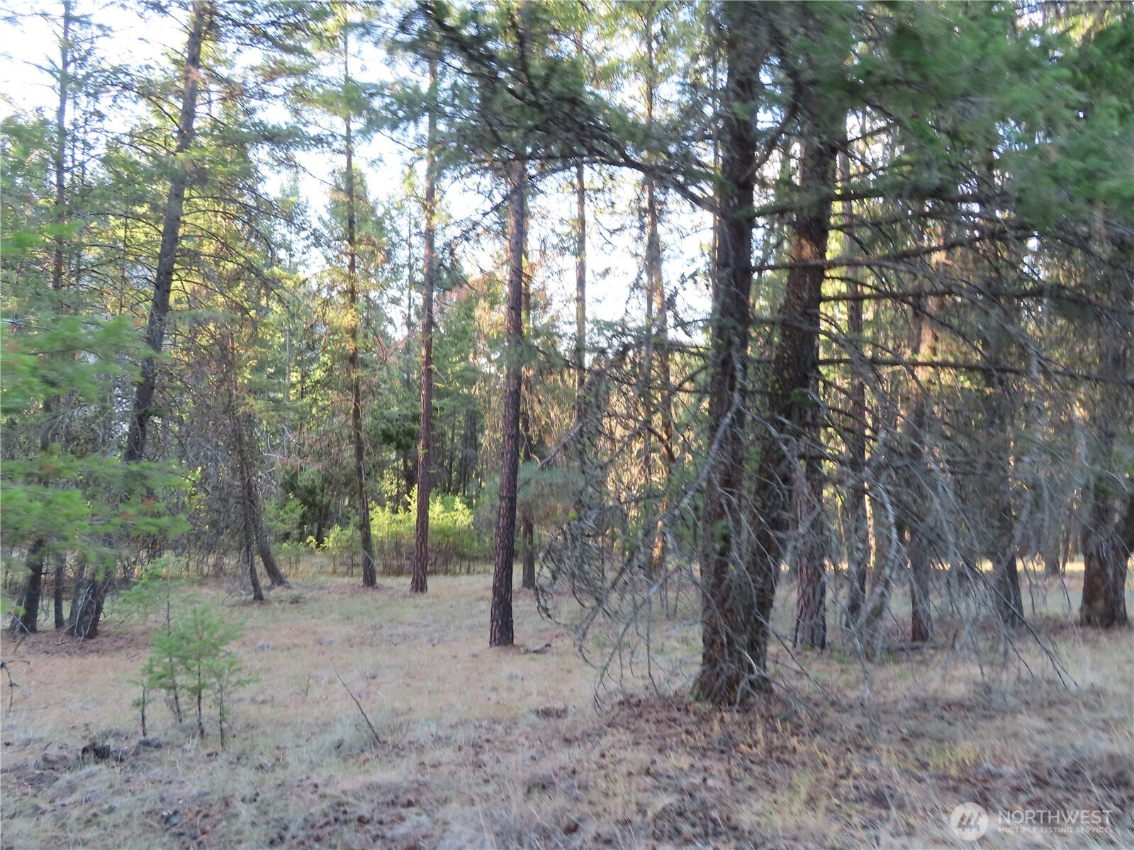 0 Toroda Creek Road Curlew, WA 99118 - Photo 21 of 28 a view of some trees in a forest