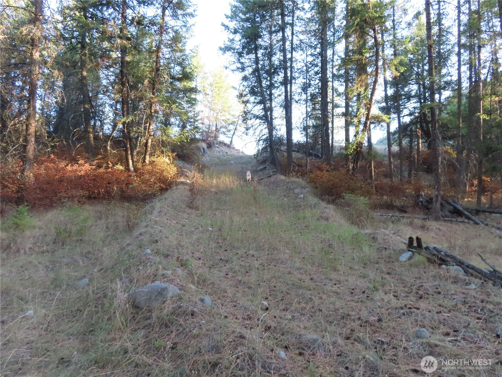 0 Toroda Creek Road Curlew, WA 99118 - Photo 23 of 28 a view of a forest filled with trees