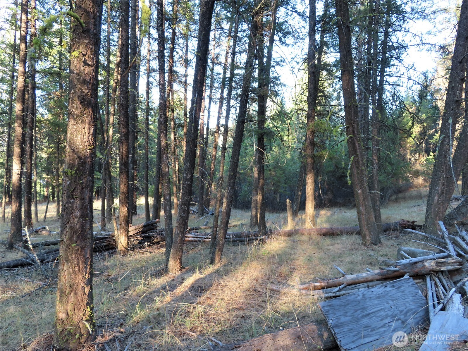 0 Toroda Creek Road Curlew, WA 99118 - Photo 25 of 28 a view of outdoor space with lots of trees