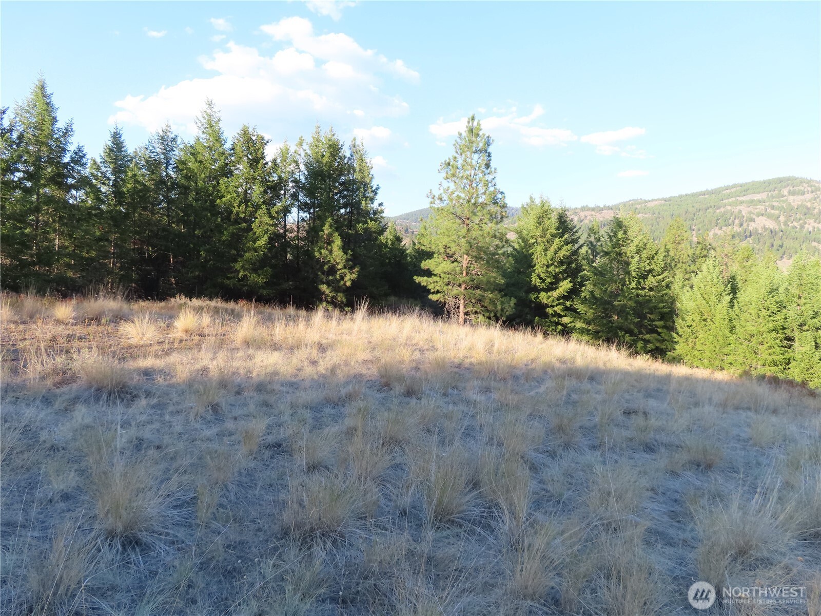 0 Toroda Creek Road Curlew, WA 99118 - Photo 26 of 28 a view of a yard with a tree