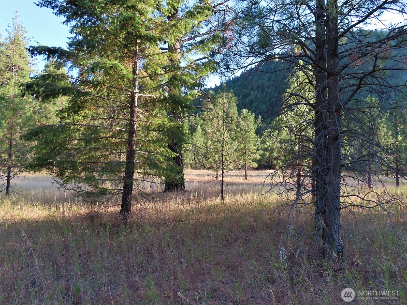 0 Toroda Creek Road Curlew, WA 99118 - Photo 6 of 28 a view of river covered with trees