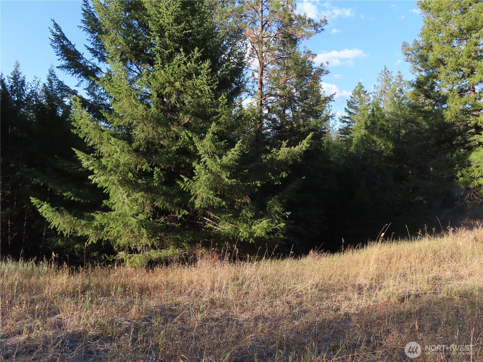0 Toroda Creek Road Curlew, WA 99118 - Photo 7 of 28 a view of a yard