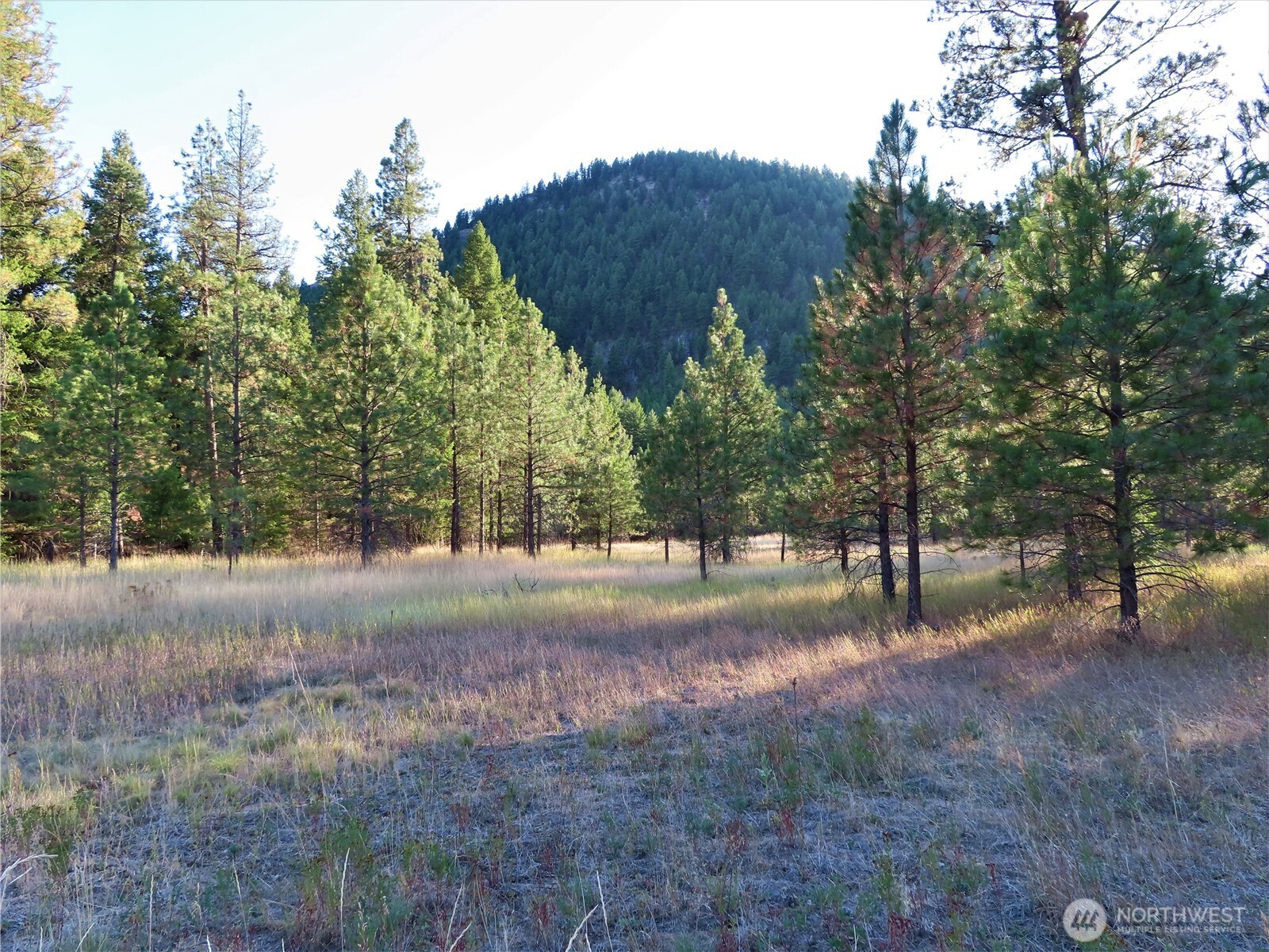 0 Toroda Creek Road Curlew, WA 99118 - Photo 8 of 28 a view of dirt yard with a large tree