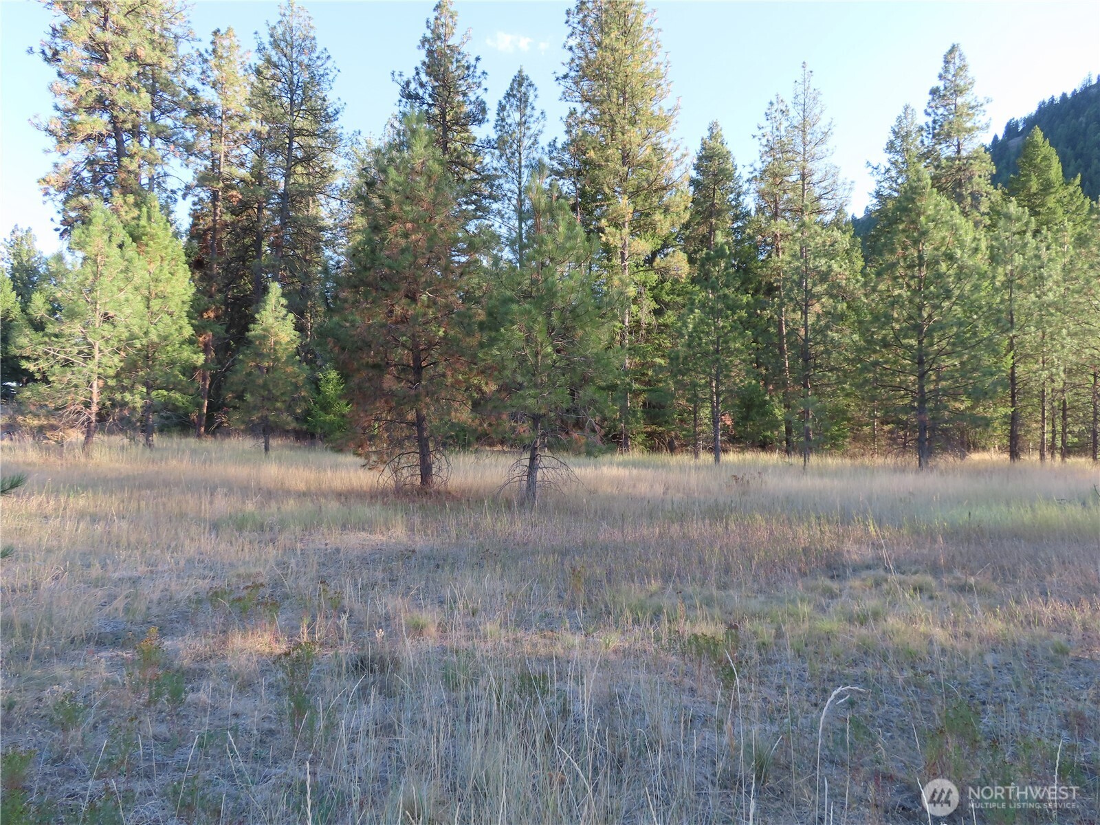 0 Toroda Creek Road Curlew, WA 99118 - Photo 9 of 28 a view of a yard with large trees