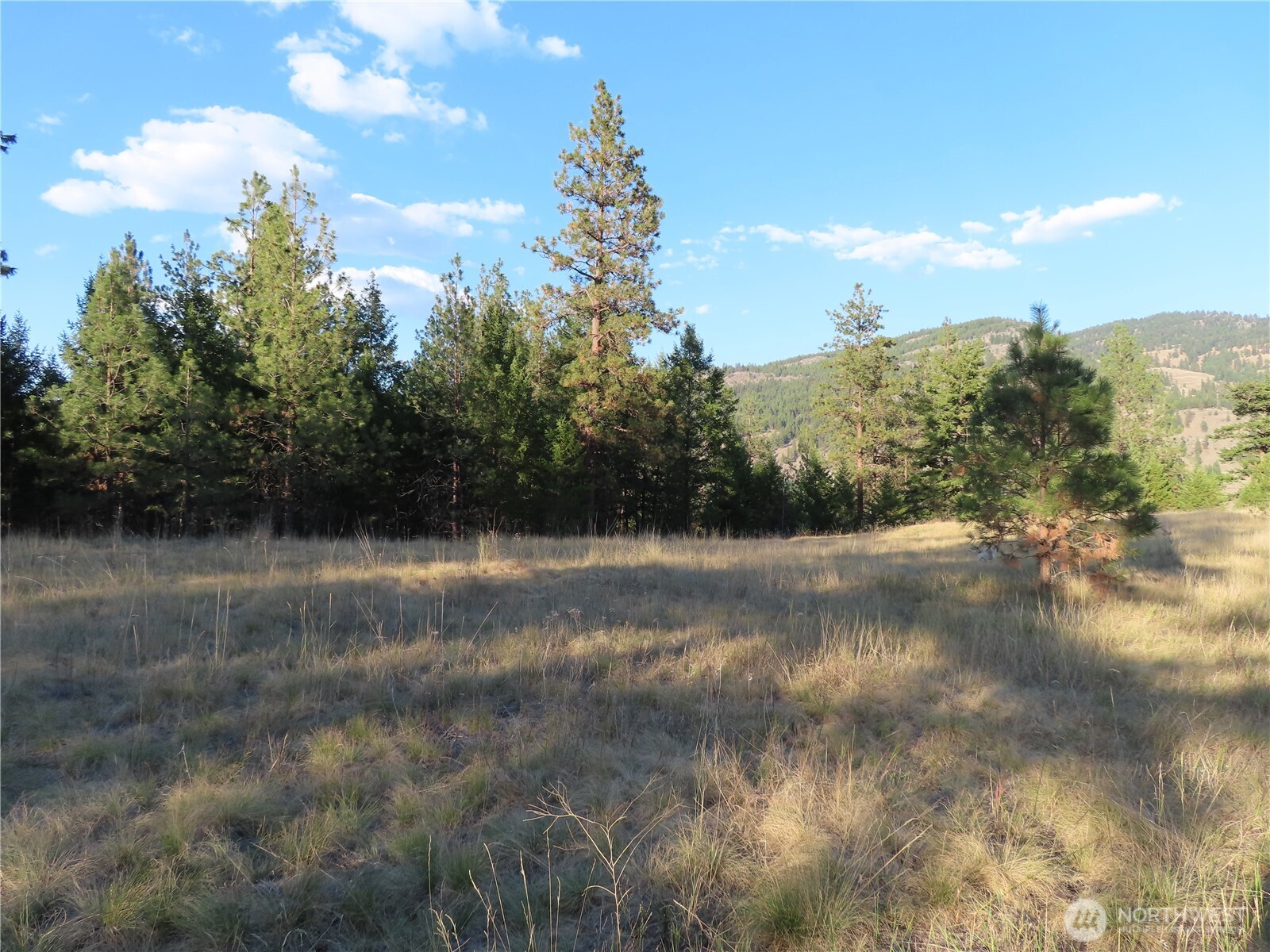 0 Toroda Creek Road Curlew, WA 99118 - Photo 10 of 28 a view of a yard with trees in the background
