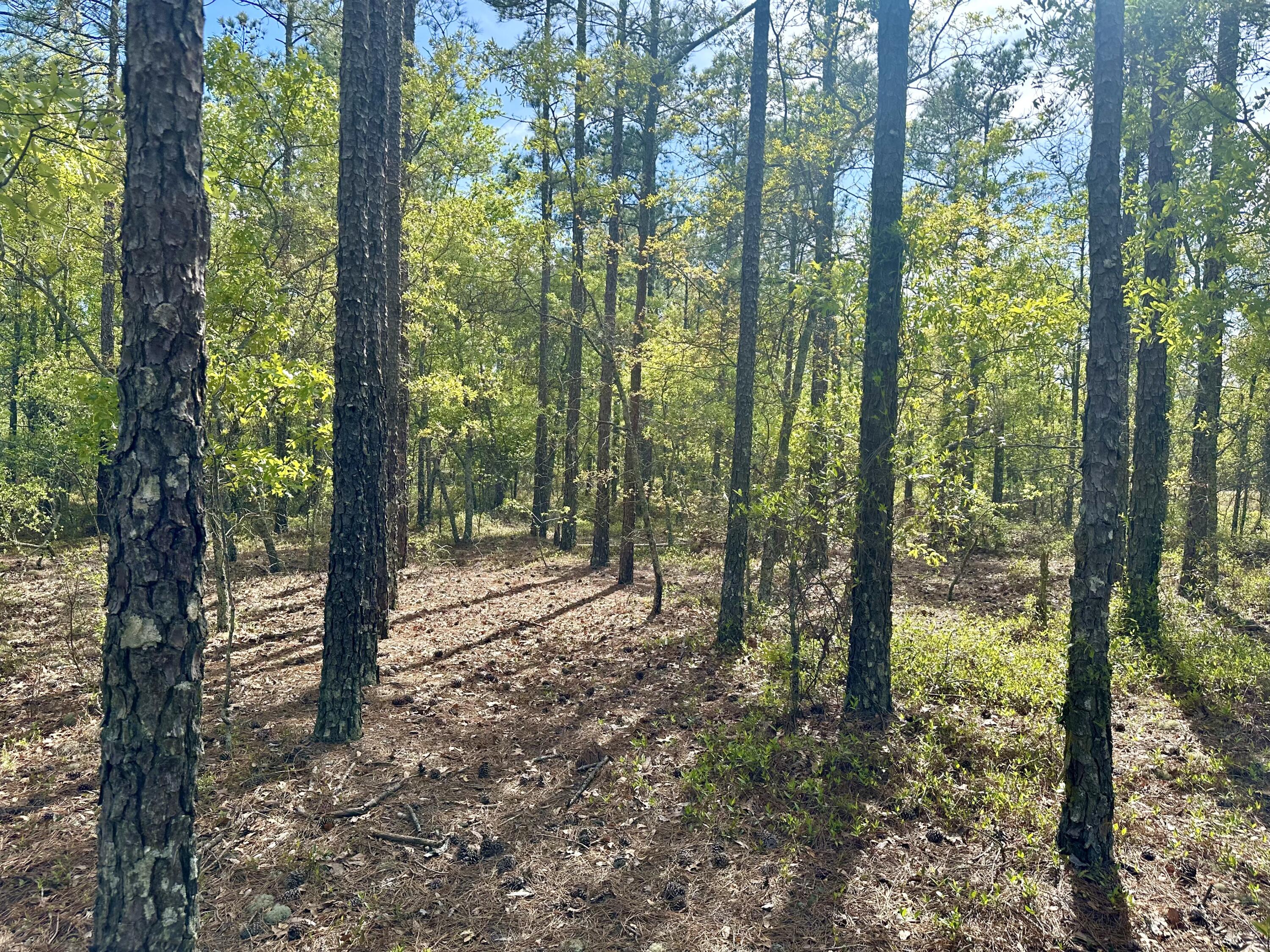 0 Mt Beulah Road Windsor, SC 29856 - Photo 5 of 9