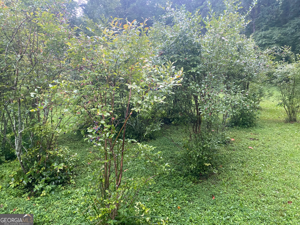 2594 Blue Ridge Gap Road Clayton, GA 30525 - Photo 70 of 77 a view of a forest with a street