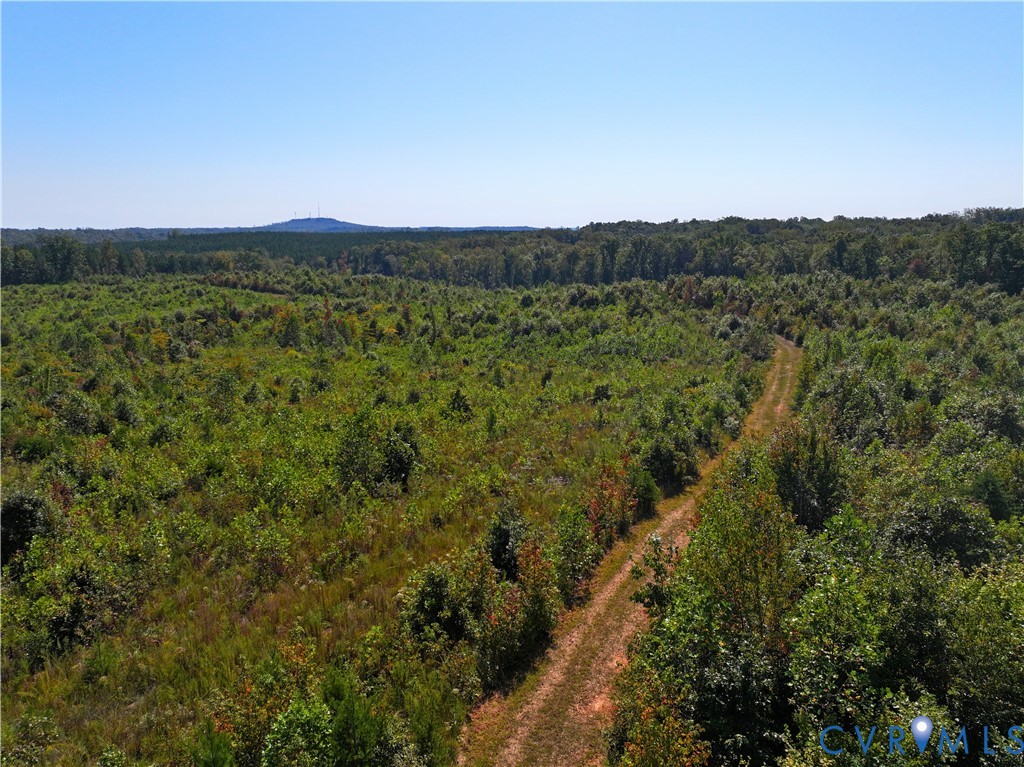 a view of a lush green forest with a mountain