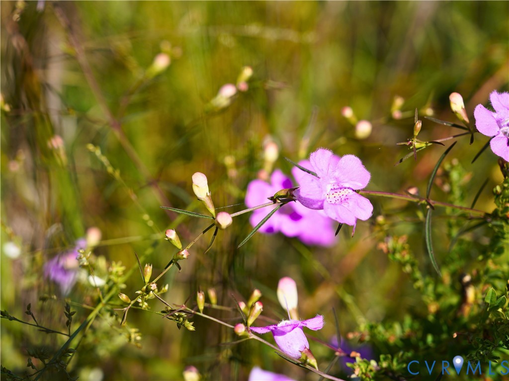 0 Redd Shop Road Farmville, VA 23901 - Photo 12 of 25 a view of a flower