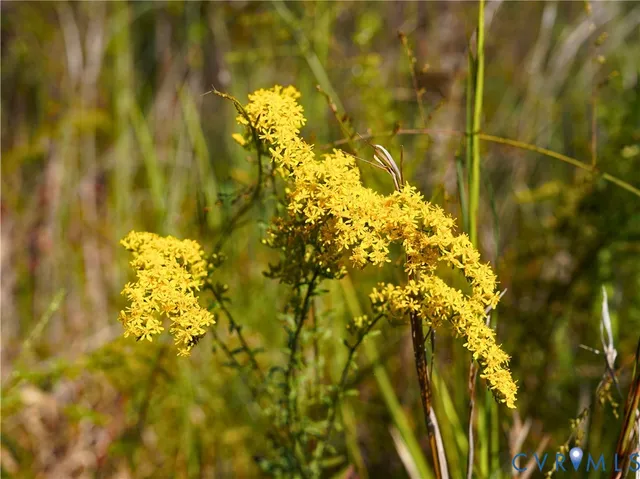 a view of a bunch of trees and bushes
