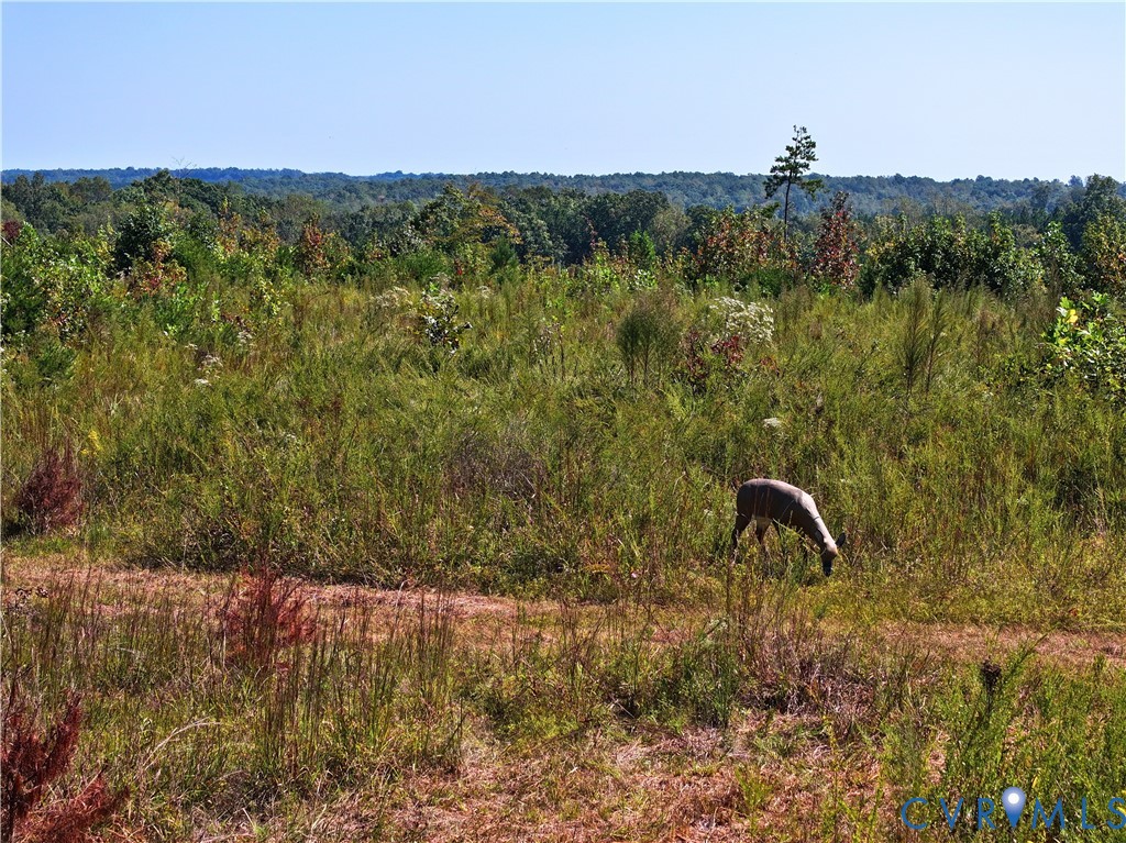 0 Redd Shop Road Farmville, VA 23901 - Photo 21 of 25 a view of a outdoor space