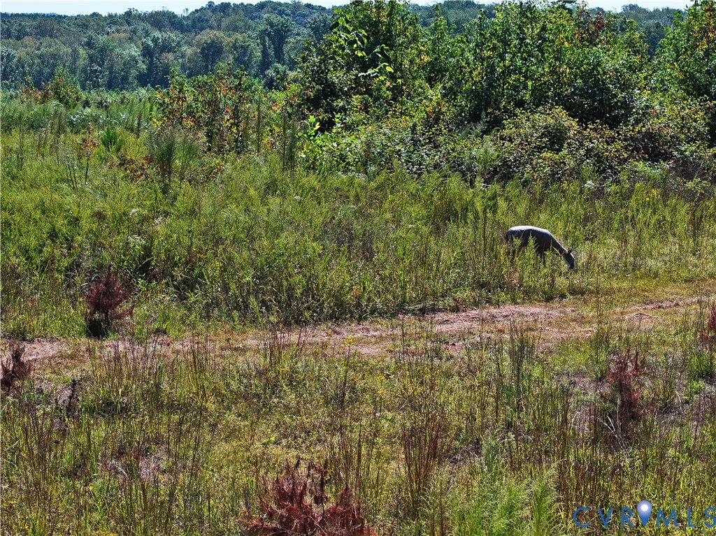 0 Redd Shop Road Farmville, VA 23901 - Photo 7 of 25 a backyard of a house with lots of green space