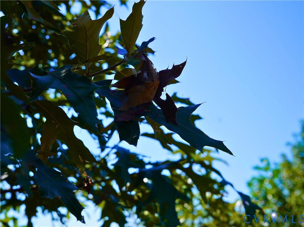 0 Redd Shop Road Farmville, VA 23901 - Photo 10 of 25 a view of flowers