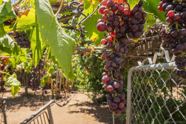 a view of a forest filled with trees