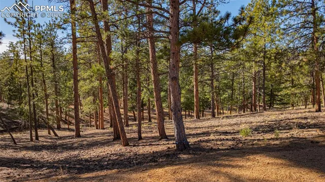 a view of a forest with trees