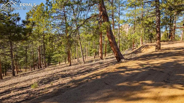 a view of a yard with trees