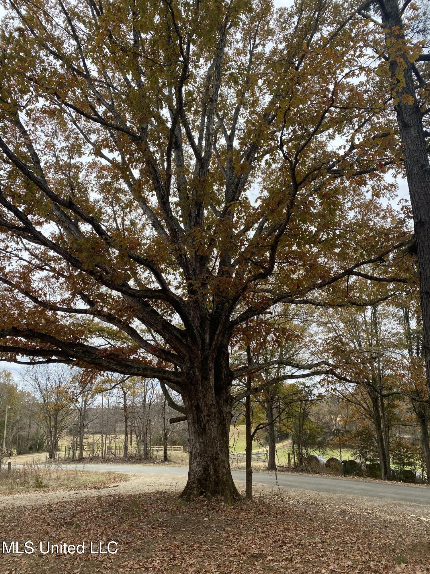 566 Mcmaster Road Sarah, MS 38665 - Photo 20 of 21 IMG_0466
