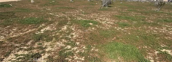 a view of a yard