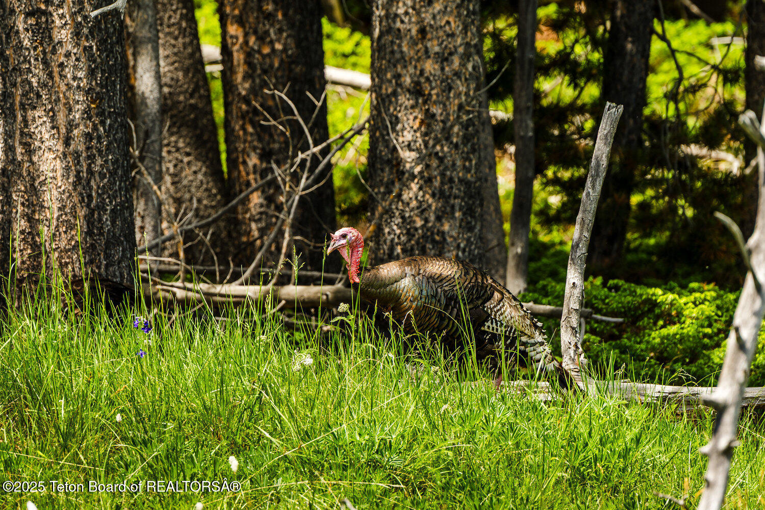 Hazelton Peak Ranch Buffalo, WY 82834 - Photo 63 of 79 063_dsc_3514_678