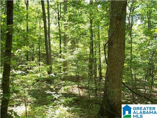 0 Powell Road Remlap, AL 35133 - Photo 10 of 19