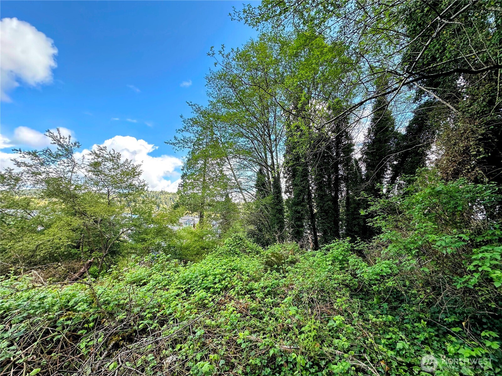 816 Terrace Avenue Aberdeen, WA 98520 - Photo 3 of 14 a view of a lush green forest