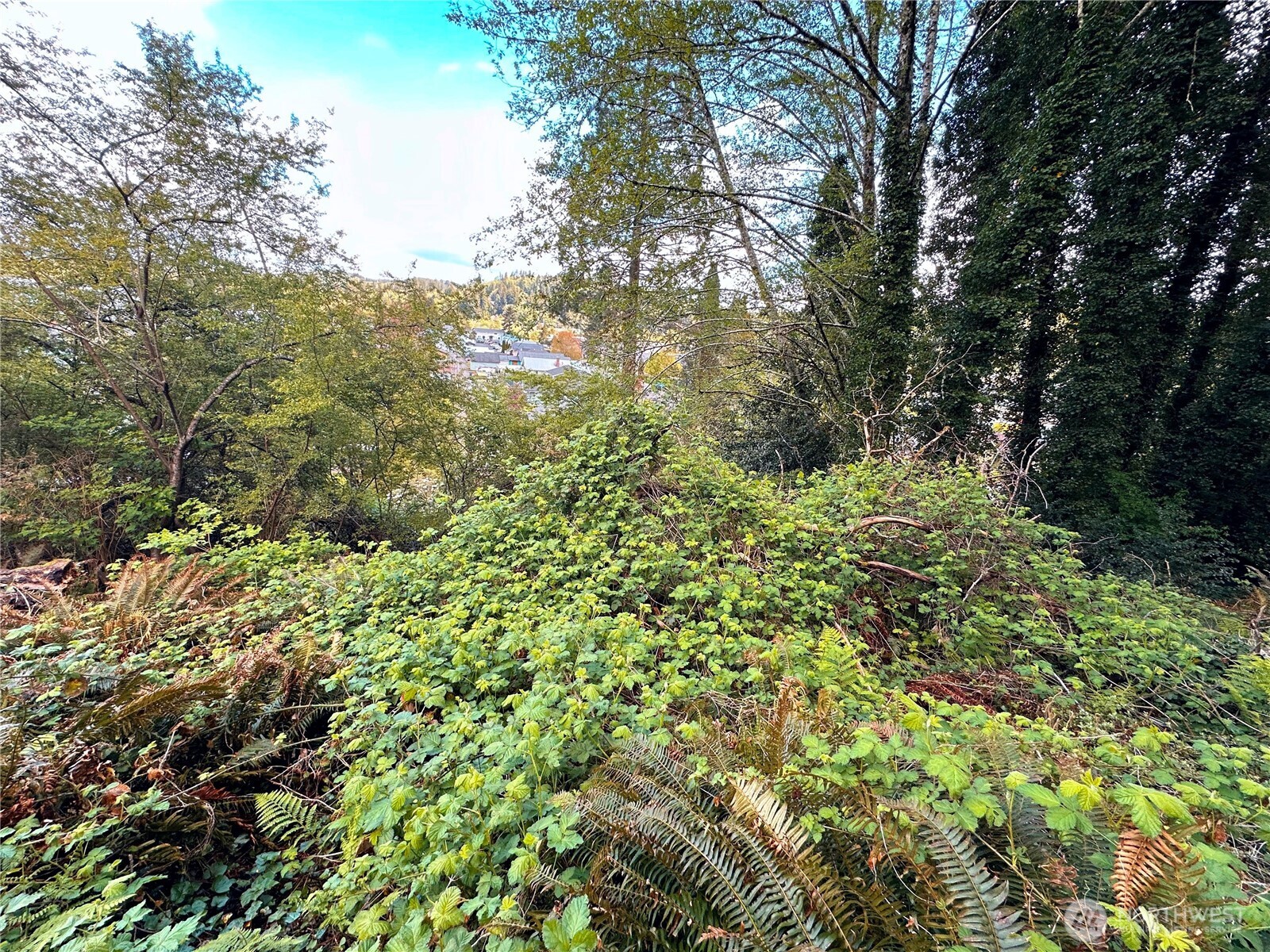 816 Terrace Avenue Aberdeen, WA 98520 - Photo 4 of 14 a view of a lush green forest
