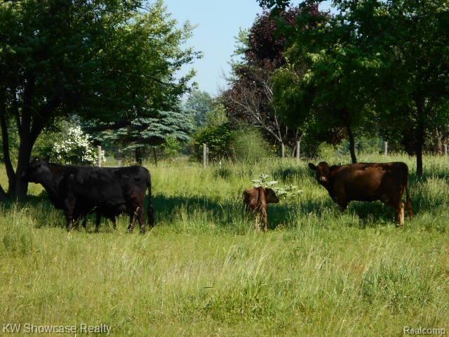 73827 Kanie Road Romeo, MI 48065 - Photo 46 of 51 Cows in pasture