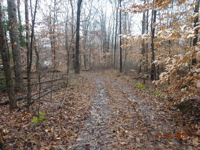 1882 Jordan Road Chapmansboro, TN 37035 - Photo 8 of 13 a view of a forest that has large trees