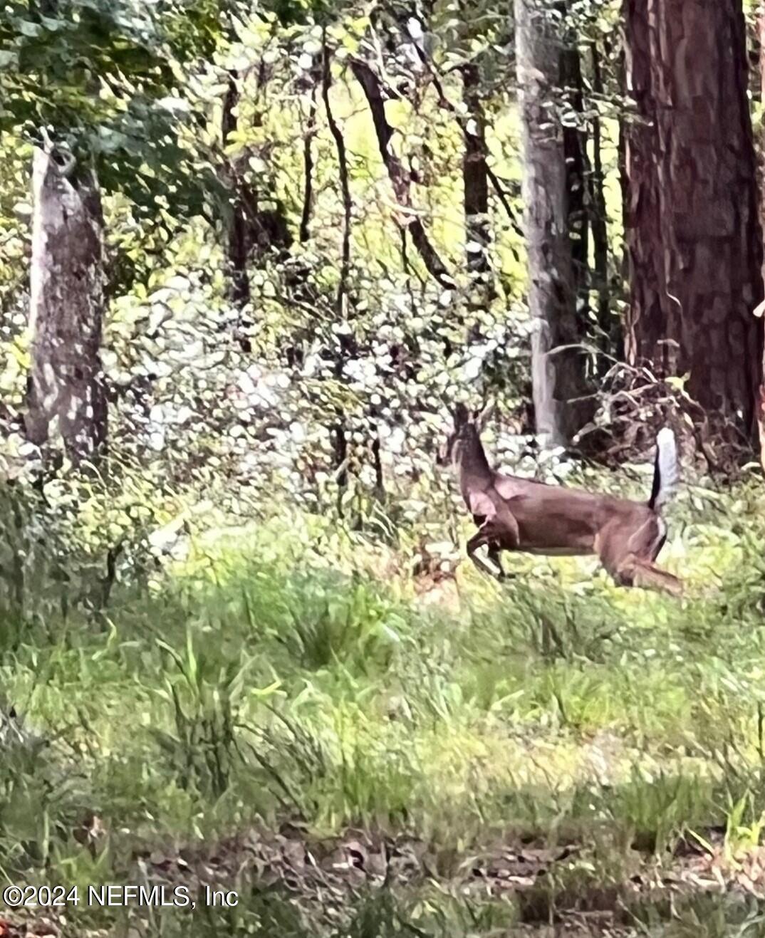 3439 Power Line Road Middleburg, FL 32068 - Photo 2 of 11 a backyard of a house with large trees and plants