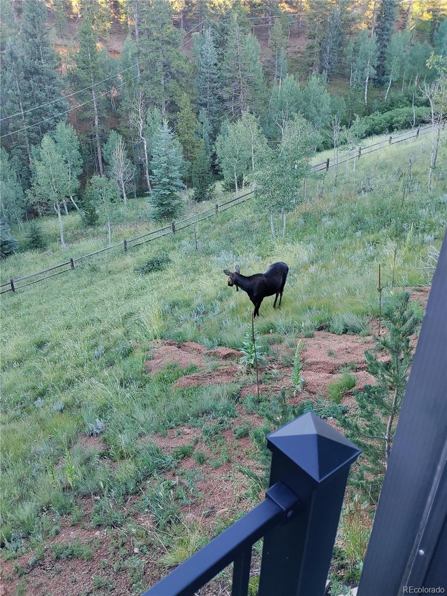 1536 Clark Road Bailey, CO 80421 - Photo 33 of 33 a view of a garden with a bench and trees