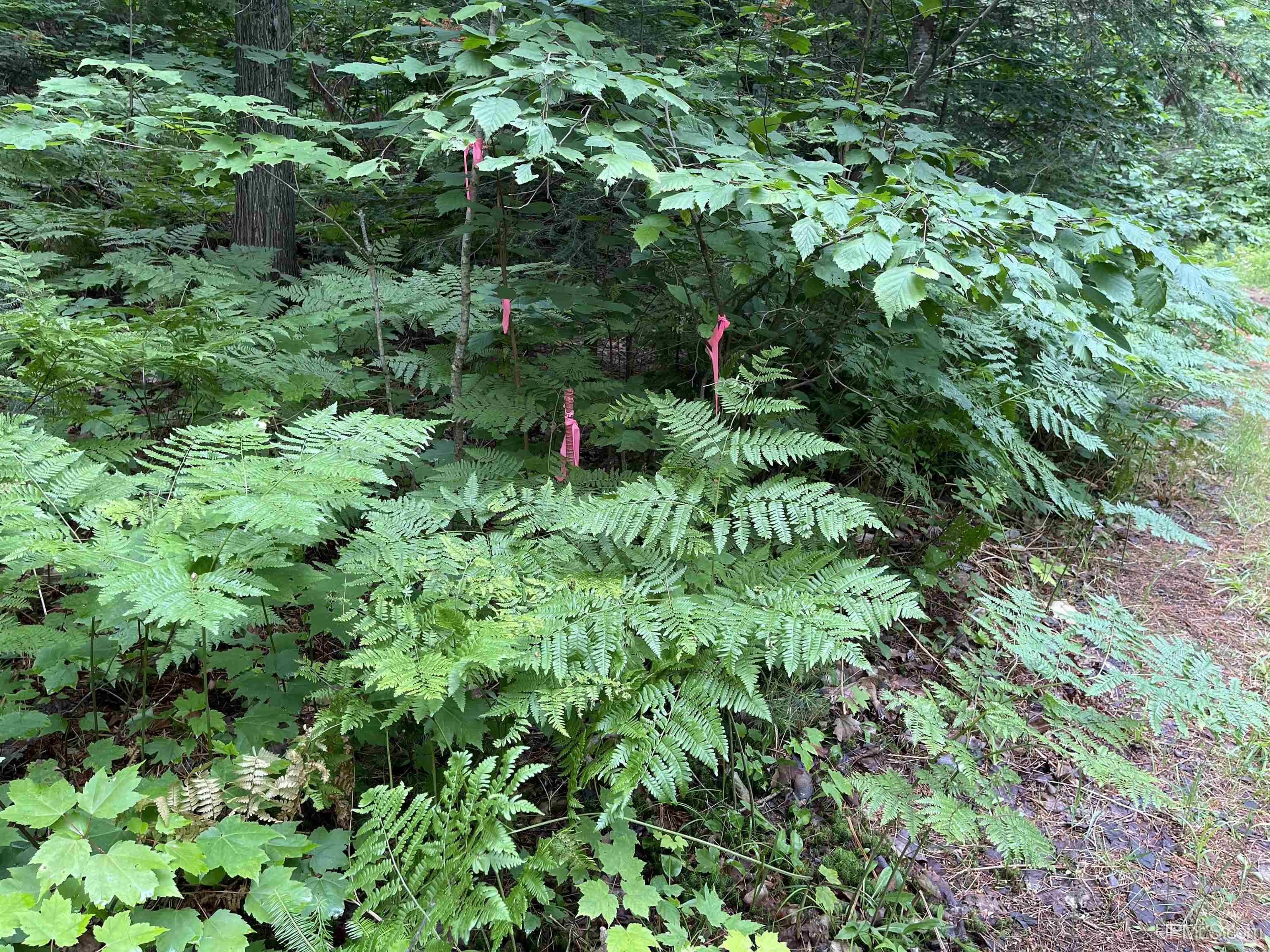 24-acres Cooper Lake Road Ishpeming, MI 49849 - Photo 7 of 13