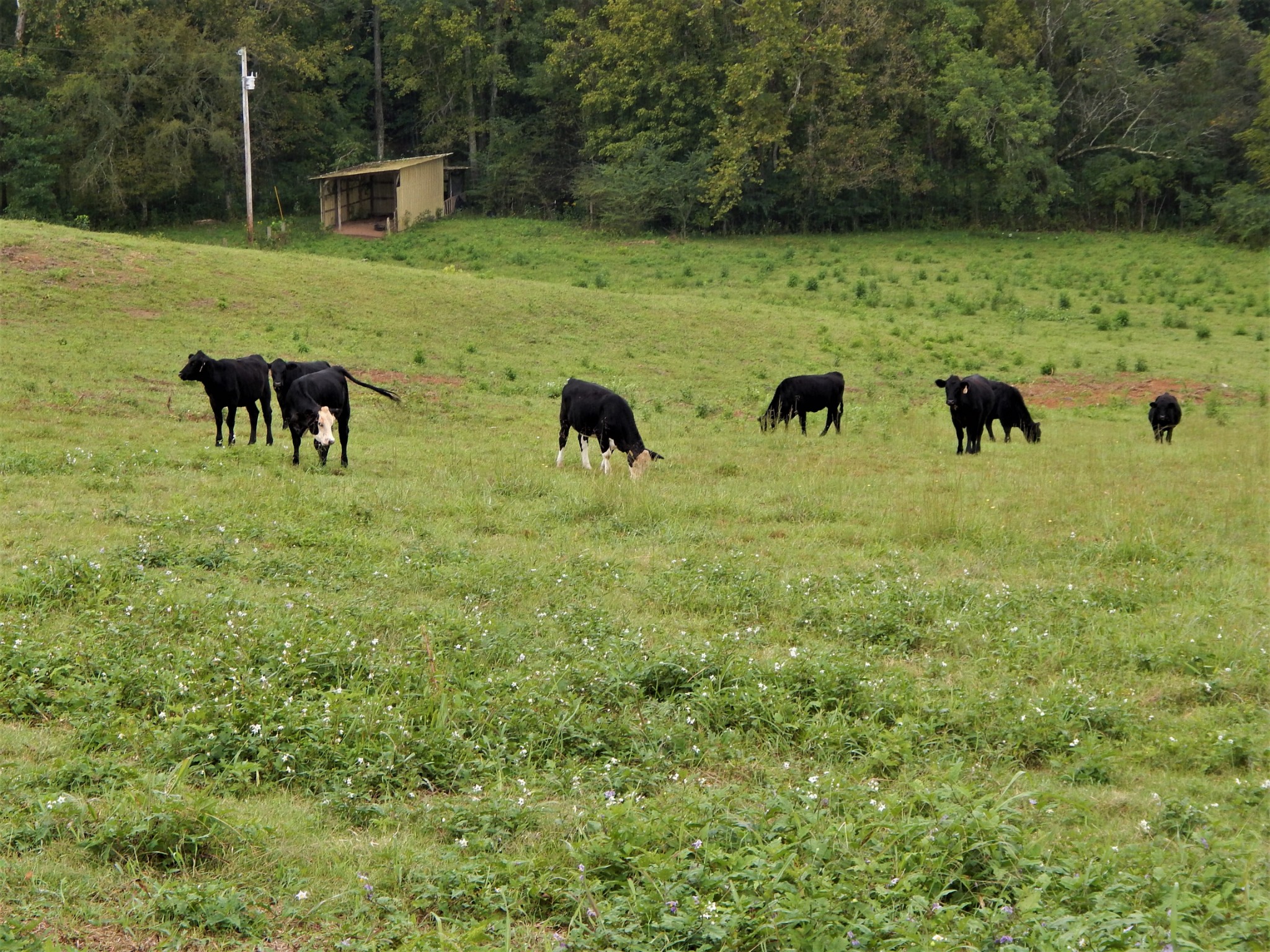 285 Senator Cobb Road Clifton, TN 38425 - Photo 38 of 49 Gallery Image 38