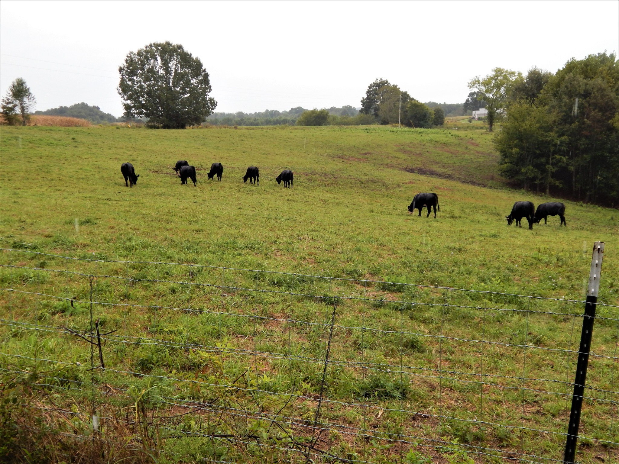 285 Senator Cobb Road Clifton, TN 38425 - Photo 43 of 49 Gallery Image 43