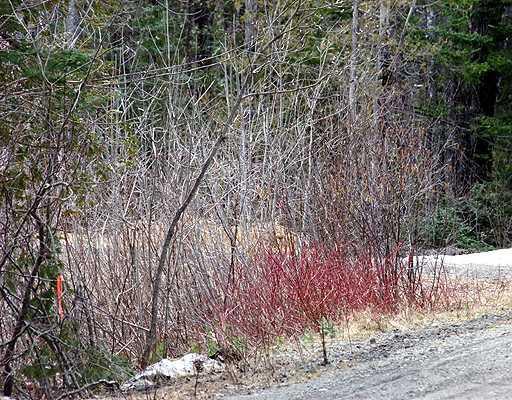 Lot 45 Callaghan Road Houlton, ME 04730 - Photo 3 of 6 Land. West Line!
