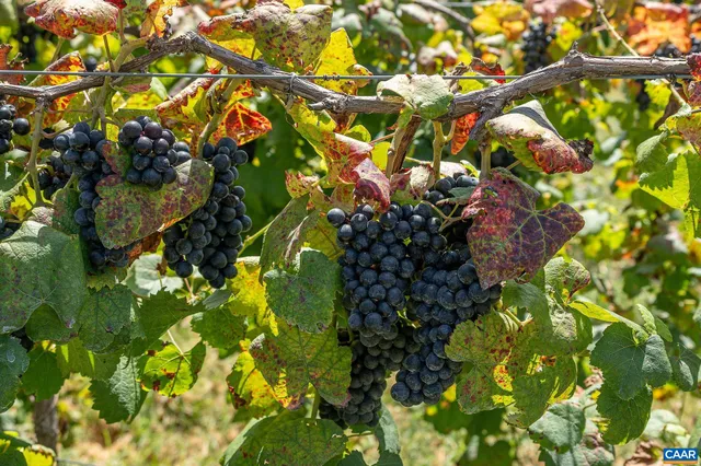 a view of a swimming pool with a chair and potted plants