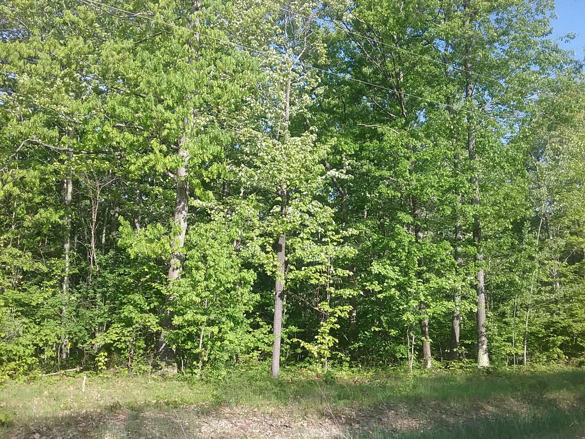South Extension Road Cheboygan, MI 49721 - Photo 3 of 11 Gallery Image 3