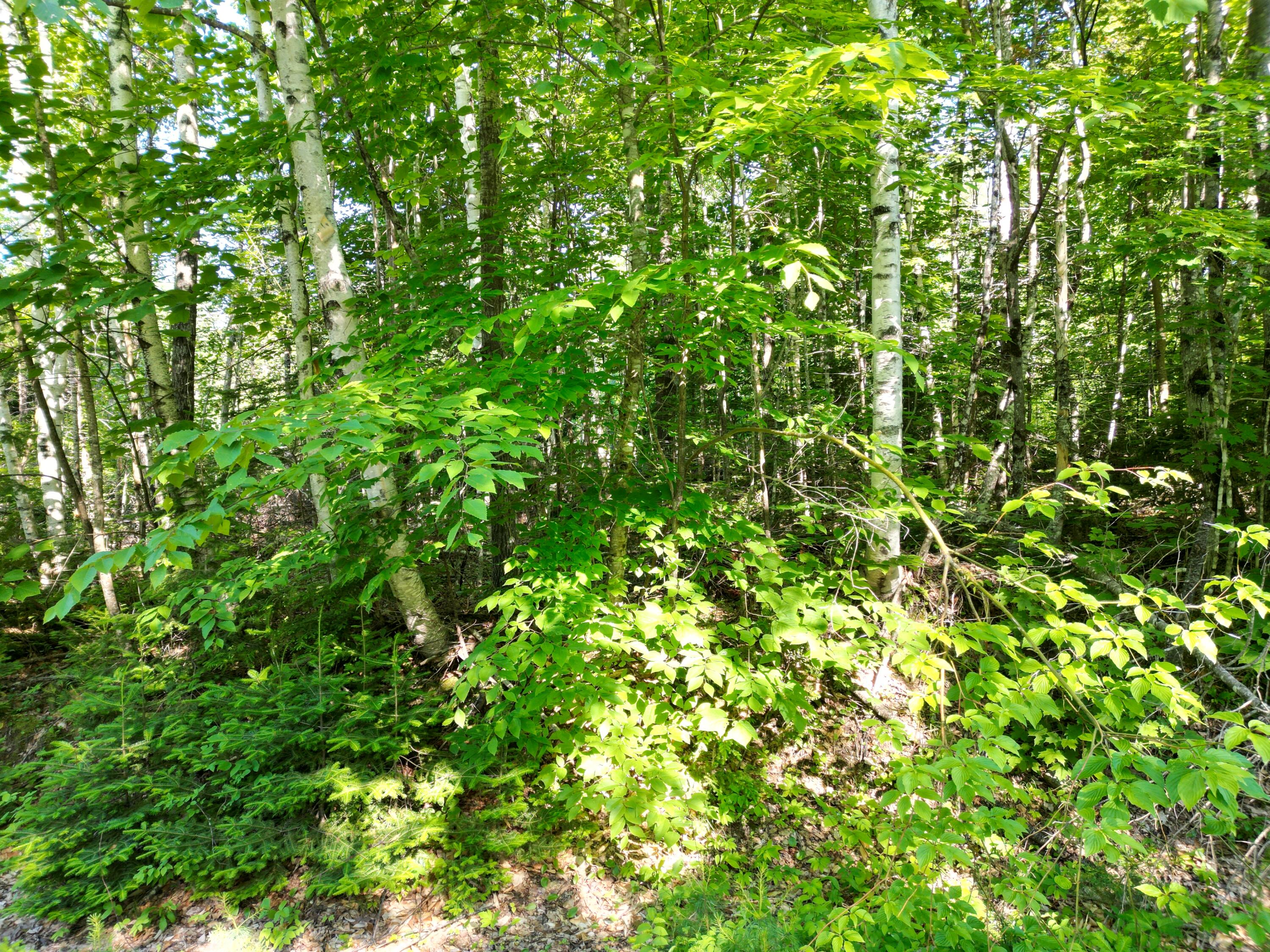 Lot 1 Dirty Glove Road Springfield, ME 04487 - Photo 5 of 21 DJI_0758
