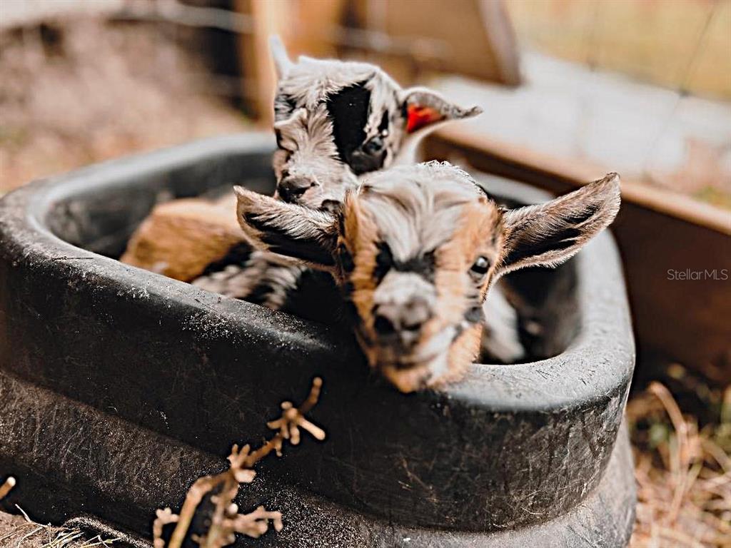 15260 Sugarbowl Road Myakka City, FL 34251 - Photo 16 of 16