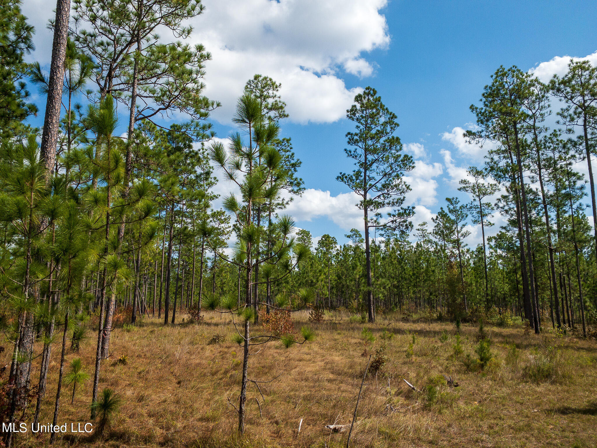 24 /- Acres Luther Carter Road Petal, MS 39465 - Photo 21 of 48 APC_0697