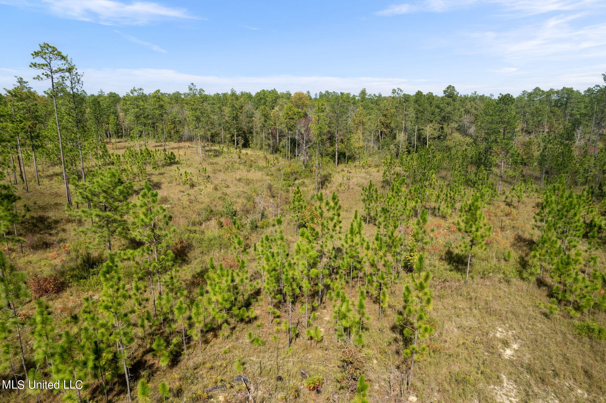 24 /- Acres Luther Carter Road Petal, MS 39465 - Photo 32 of 48 Luther_Carther_Road-15