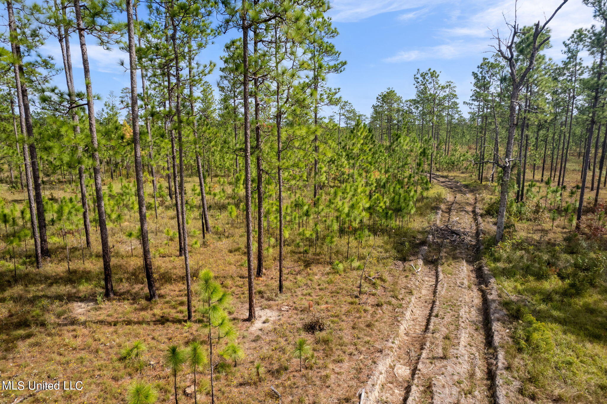 24 /- Acres Luther Carter Road Petal, MS 39465 - Photo 47 of 48 Luther_Carther_Road-6