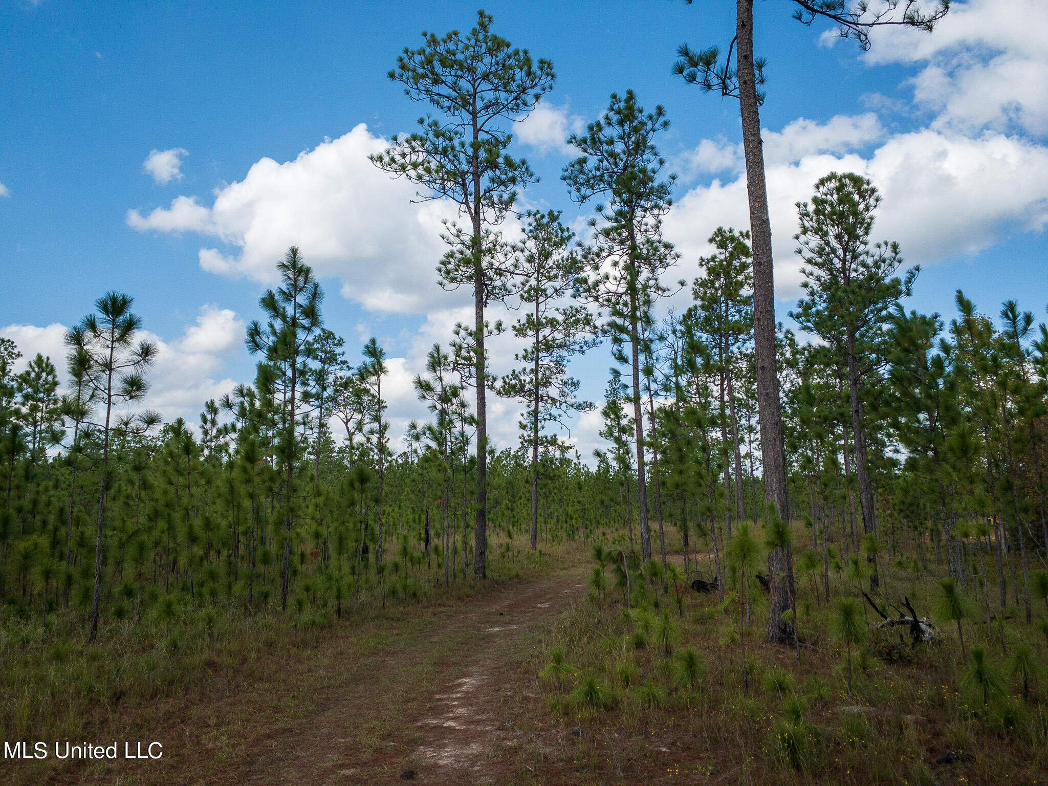 24 /- Acres Luther Carter Road Petal, MS 39465 - Photo 5 of 48 APC_0679