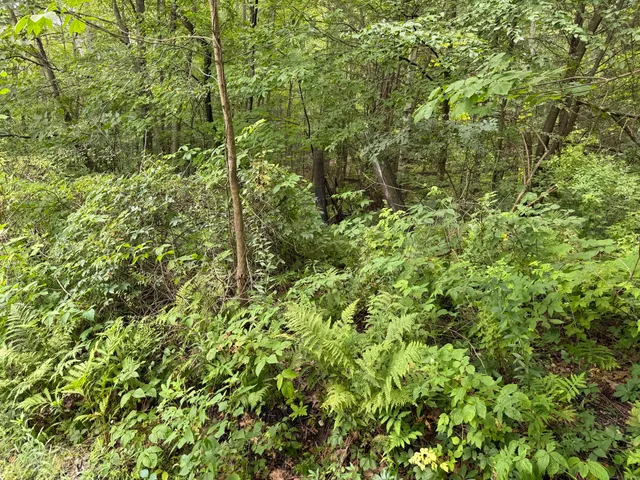 a view of a garden with plants