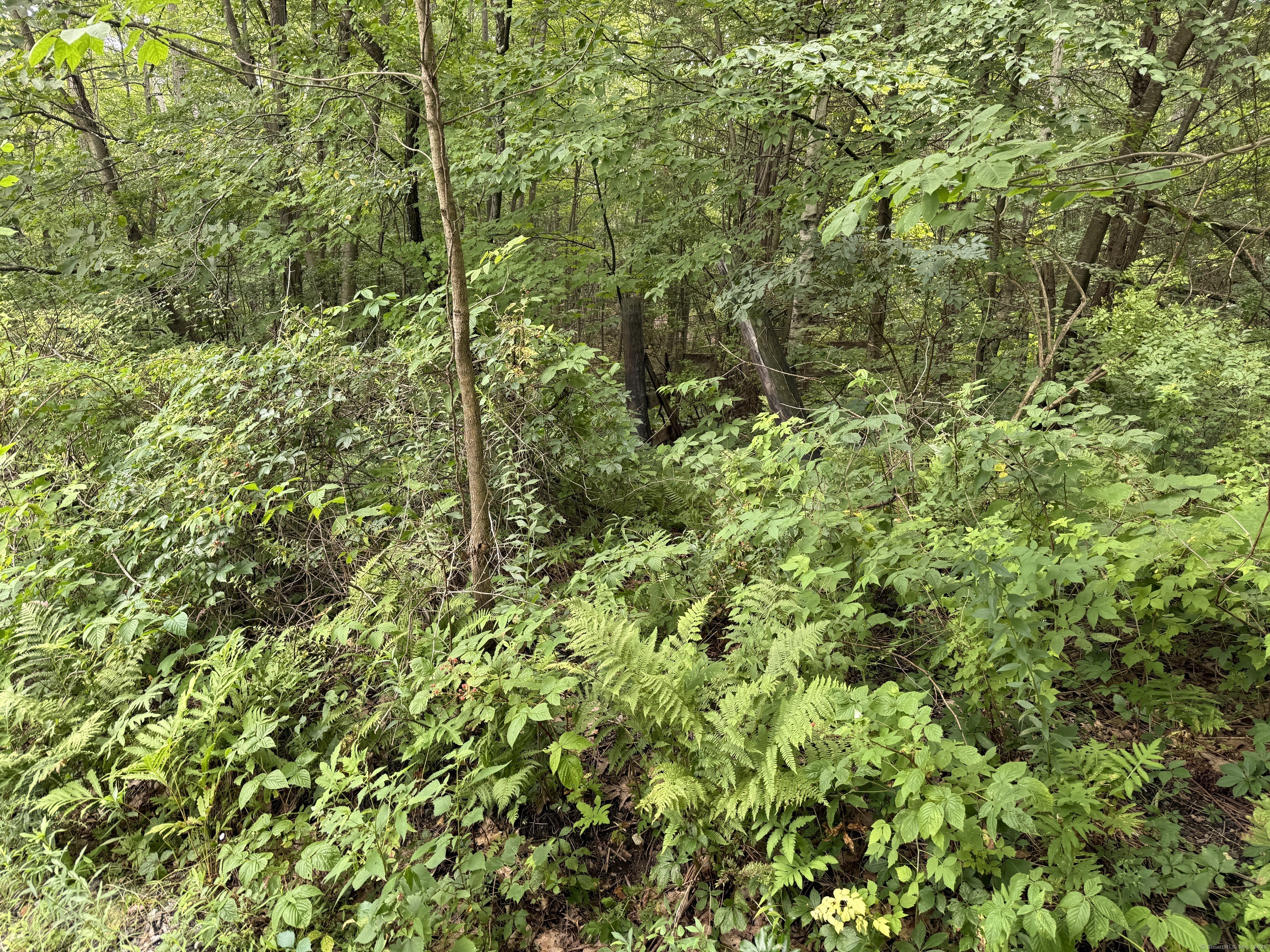 Sally Burr Road Litchfield, CT 06759 - Photo 3 of 8 a view of a lush green forest