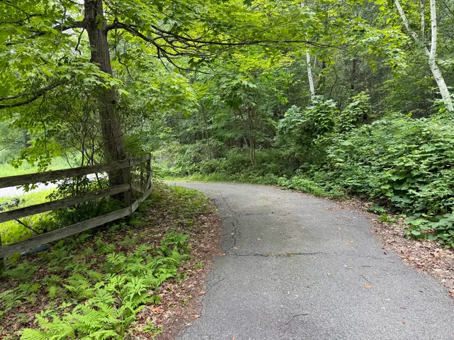 a view of a lush green forest